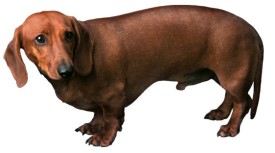 weinerdog